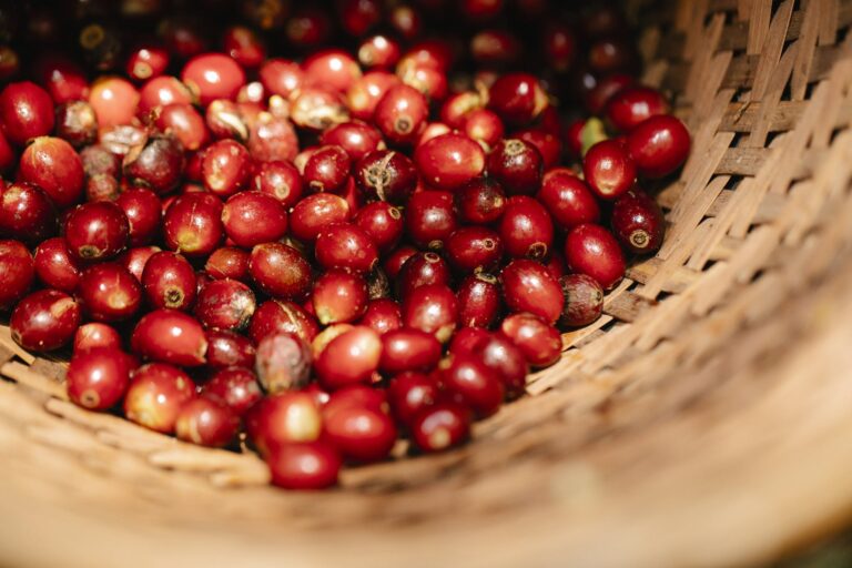 High angle raw fragrant coffee cherries heaped in wicker basket in sunny garden